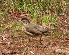 Turdus falcklandii magellanicus