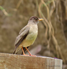 Turdus falcklandii magellanicus
