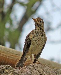 Turdus falcklandii magellanicus