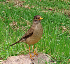 Turdus falcklandii magellanicus