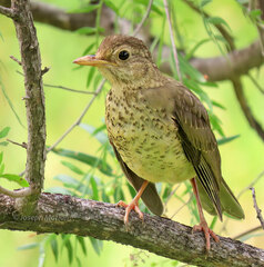 Turdus falcklandii magellanicus