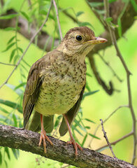 Turdus falcklandii magellanicus