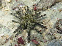 Plococidaris verticillata