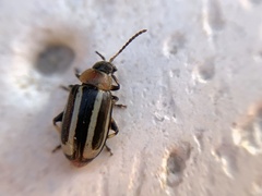 Disonycha argentinensis