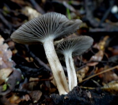 Porotheleaceae
