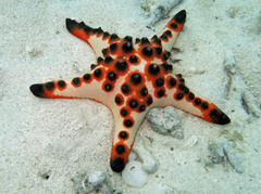 Protoreaster nodosus