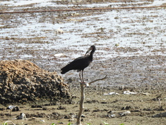 Phimosus infuscatus