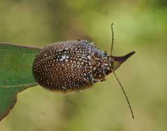Paropsis dilatata