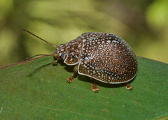 Paropsis dilatata