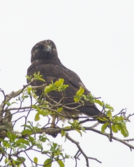 Geranoaetus albicaudatus