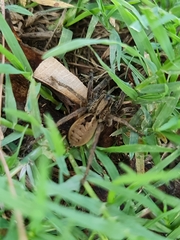 Lycosa erythrognatha