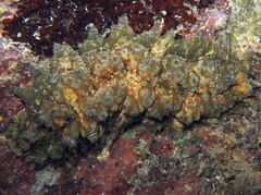 Stichopus horrens