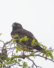 Geranoaetus albicaudatus
