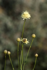 Cephalaria uralensis