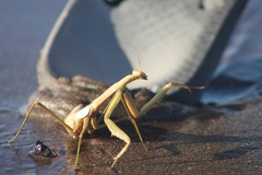 Coptopteryx argentina