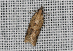 Constrictana constrictana