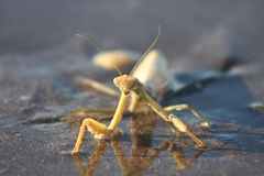 Coptopteryx argentina