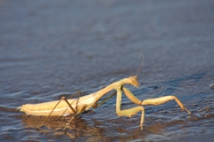 Coptopteryx argentina