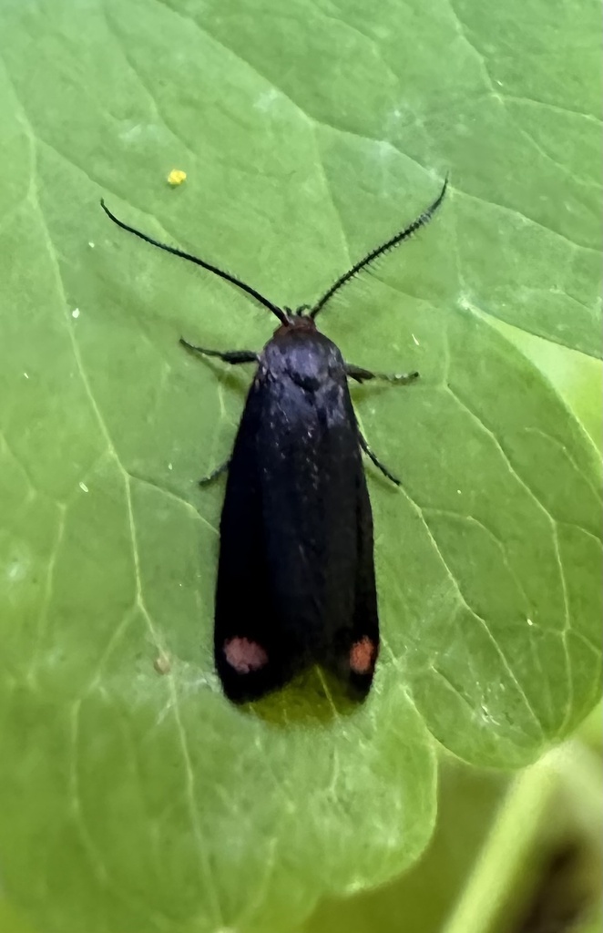 Lelita acmaea