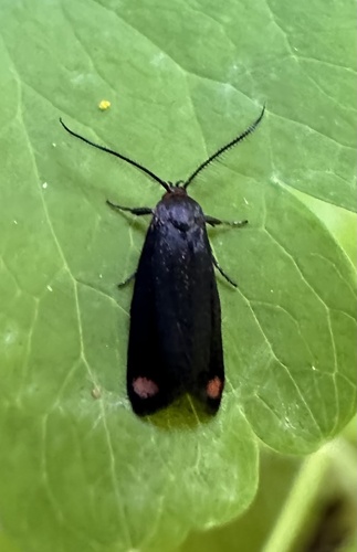 Lelita acmaea