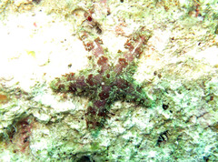 Valvaster striatus