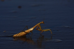 Coptopteryx argentina