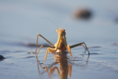 Coptopteryx argentina