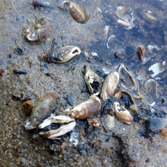 Mytilopsis leucophaeata