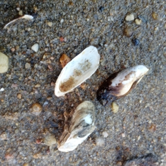 Mytilopsis leucophaeata