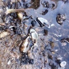 Mytilopsis leucophaeata