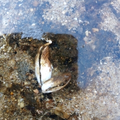 Mytilopsis leucophaeata