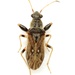 Pseudopachybrachius basalis - Photo 由 Mike Quinn, Austin, TX 所上傳的 (c) Mike Quinn, Austin, TX，保留部份權利CC BY-NC