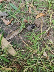 Diloboderus abderus