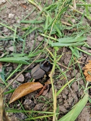 Diloboderus abderus
