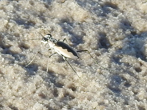 White-cloaked Tiger Beetle photo 3