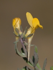Linaria munbyana