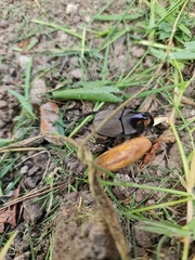 Diloboderus abderus