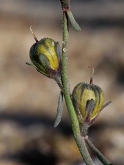Linaria munbyana