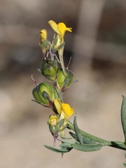 Linaria munbyana