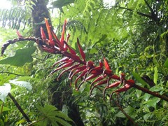 Pitcairnia brittoniana image