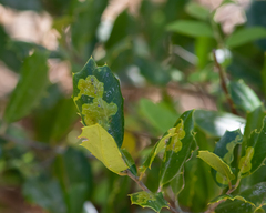 Ilex opaca arenicola