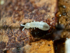 Onychiurinae