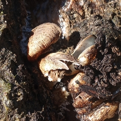 Mytilopsis leucophaeata