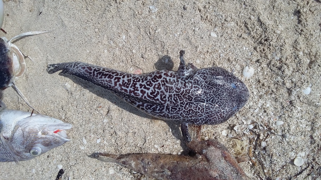 Netpadvis (Sanopus reticulatus) — Batrachoididae
