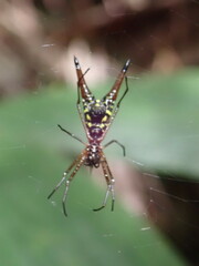 Micrathena