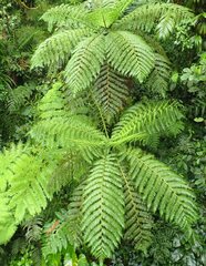 Cyatheaceae