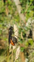 Elaphroptera