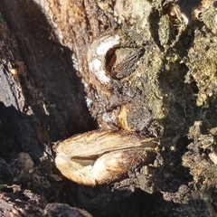 Mytilopsis leucophaeata