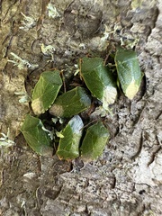 Sinopla perpunctatus