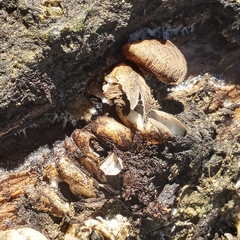 Mytilopsis leucophaeata